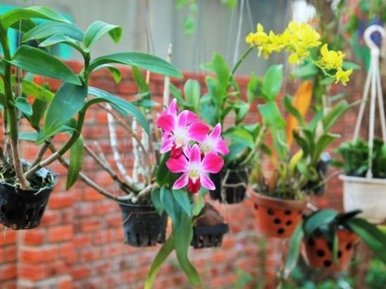 Фото Green Bud Homestay