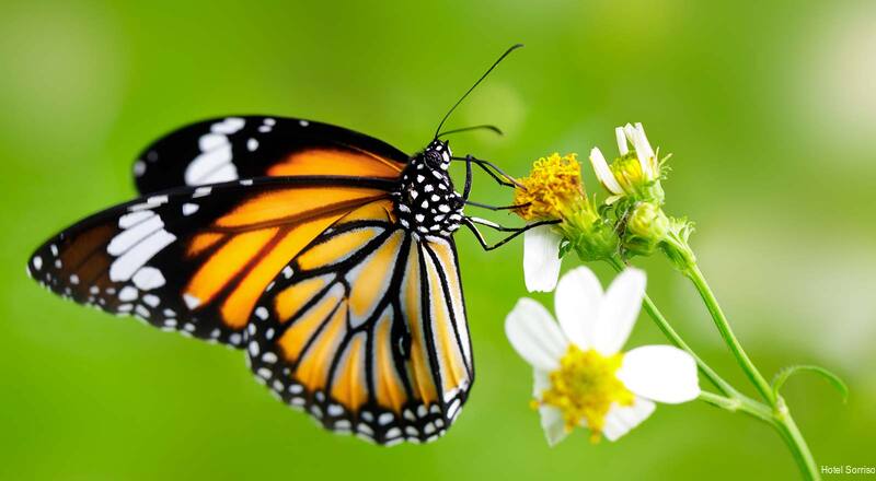 Фото Hotel Sorriso