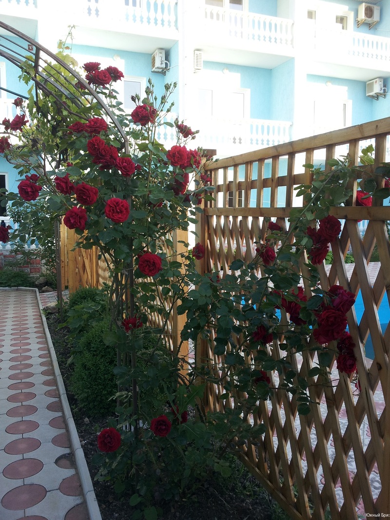 Фото Южный Бриз