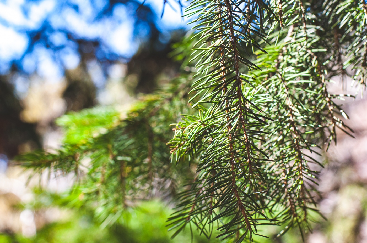 Фото Старые друзья Белокуриха