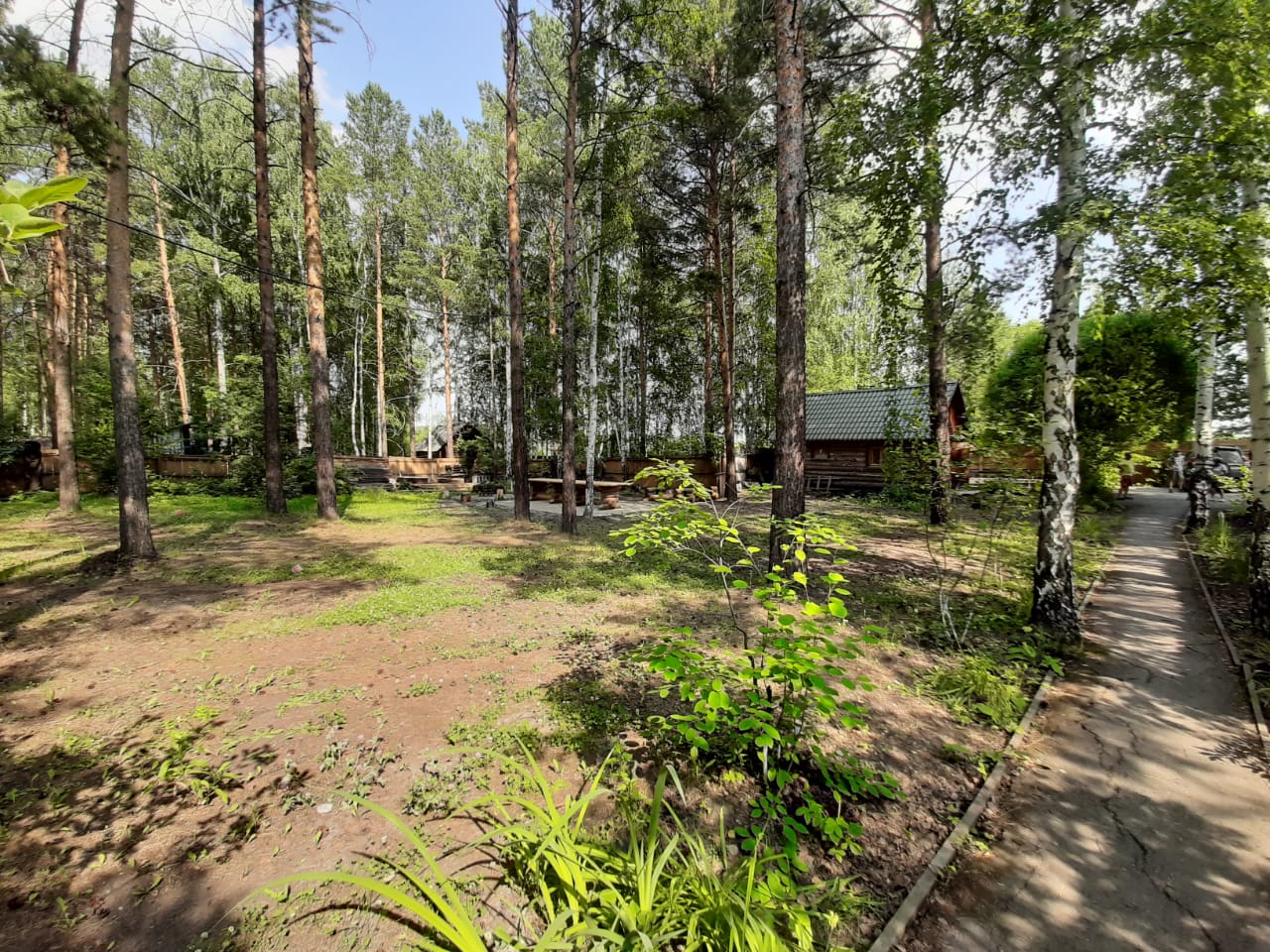 Фото Сосны-Лес