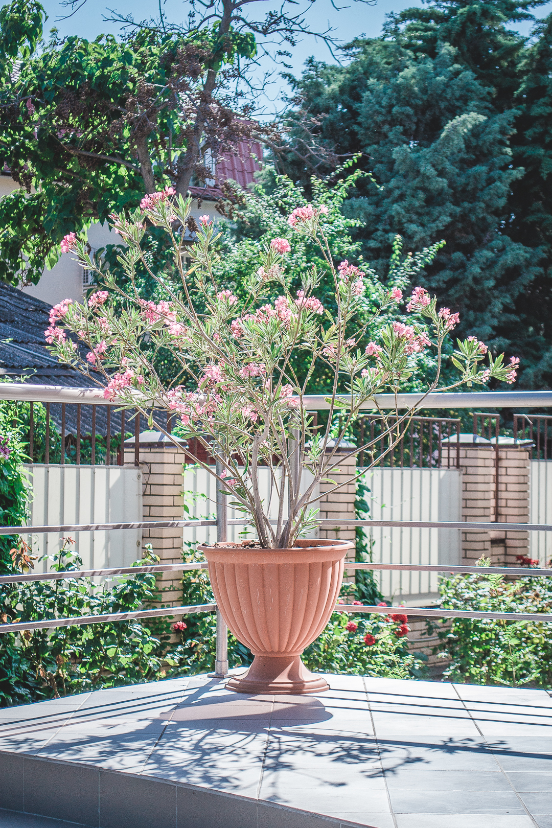 Фото Морской конек