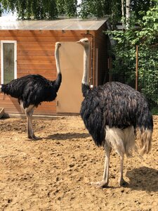 Ostrich minifarm (derevnya Chiveryovo, Slivovaya ulitsa, 1В), centro de entretenimiento