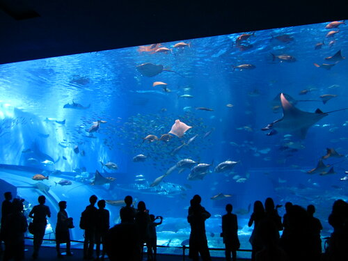 Oceanarium Churaumi Aquarium, Okinawa Prefecture, photo