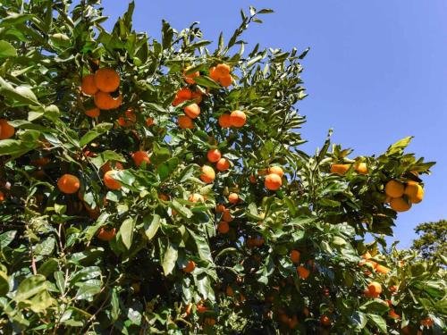 Фото Ryokan Shiori