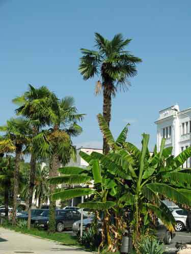 Фото Дивный Сад