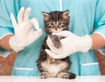 Gu To Novomoskovskaya Rvsbbzh (derevnya Maloye Kolodeznoye, 109), clínica veterinaria