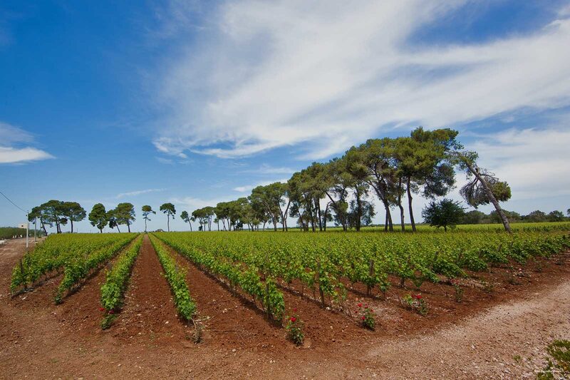 Фото Le Scuderie - Castello Monaci