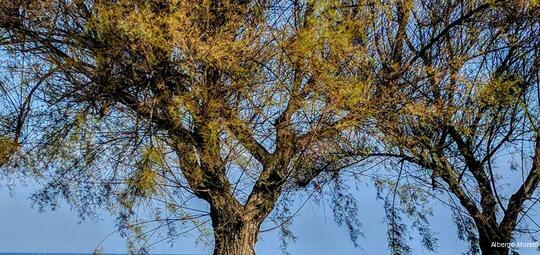 Фото Albergo Moretti