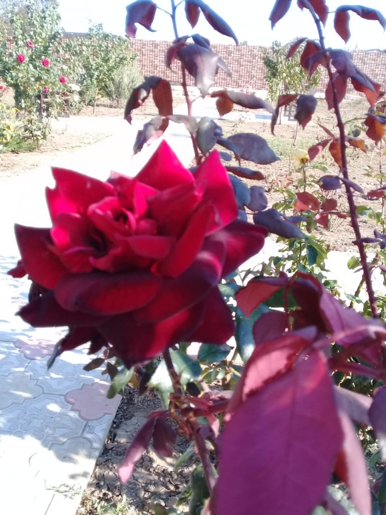 Фото Добрый Бобр