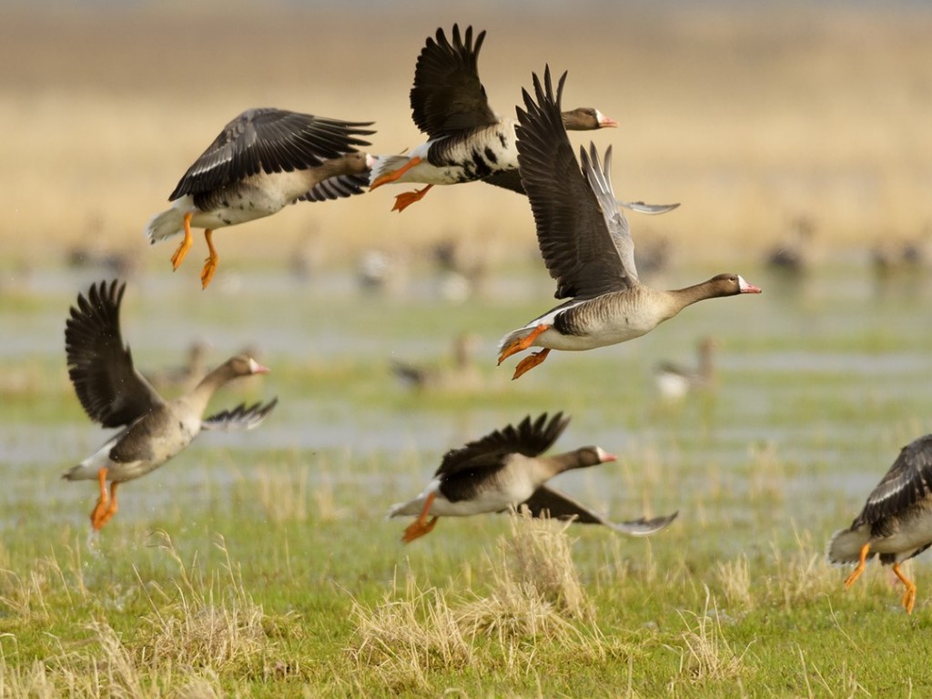 Фото Митричево
