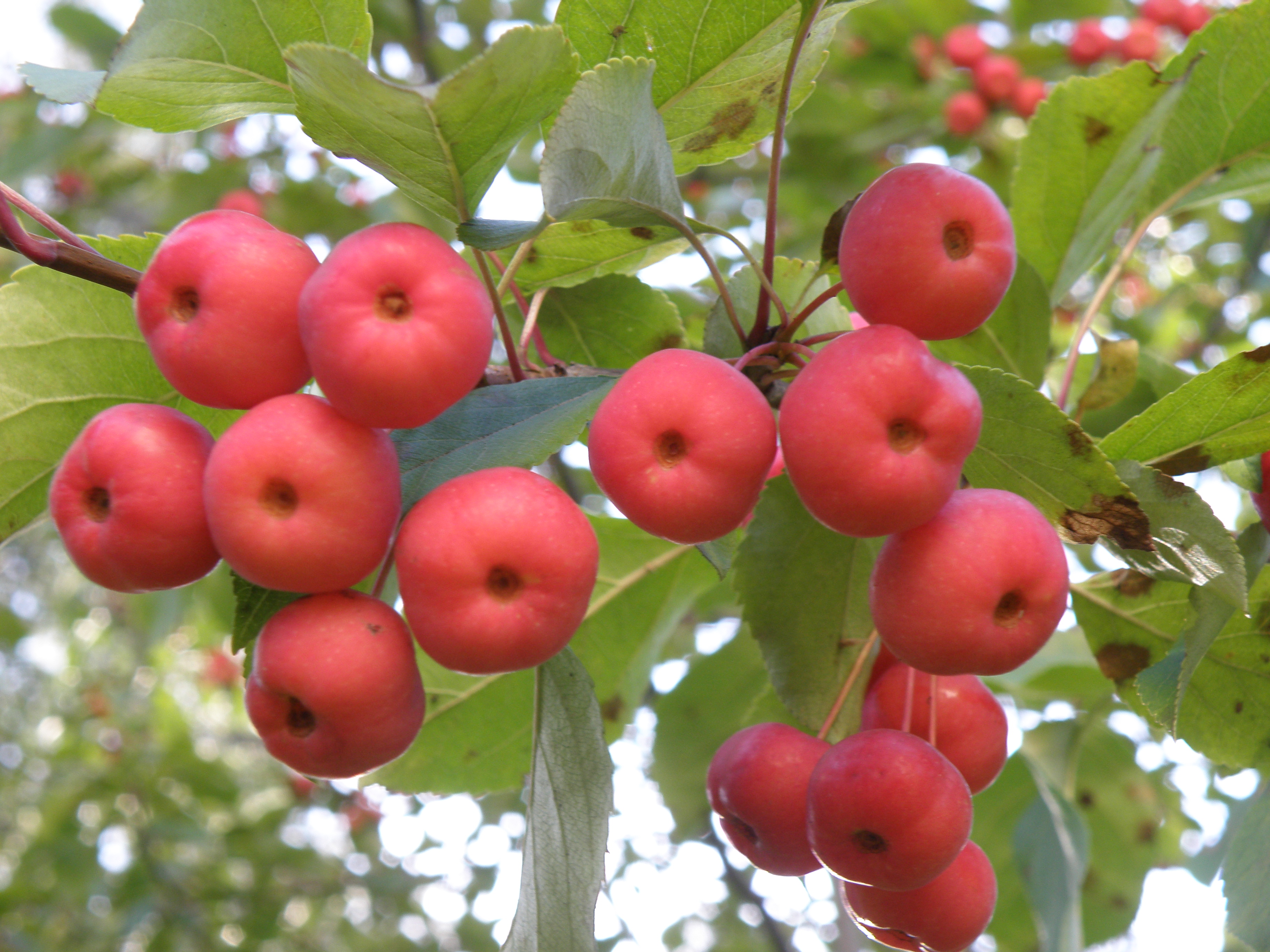 Фото Сосновый бор