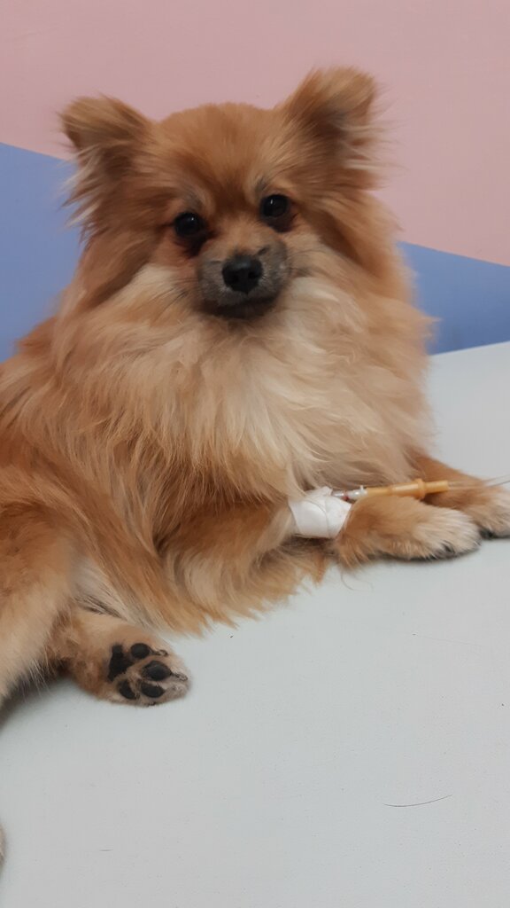 Veterinary clinic Nika, Barnaul, photo