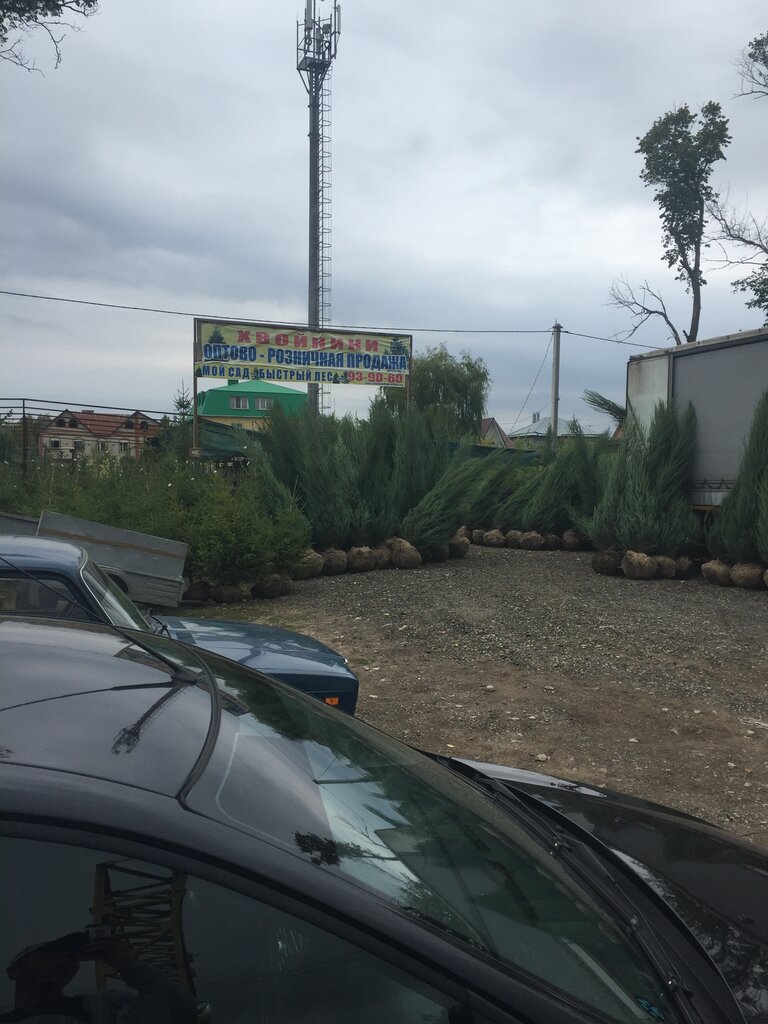 Зелентрест саратов микрорайон зональный фото Pitomnik Zelentrest, plant nursery, Russia, Saratov, Ust-Kurdyumskoye shosse, 15