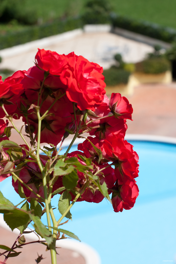 Фото L'Isola di Aurora