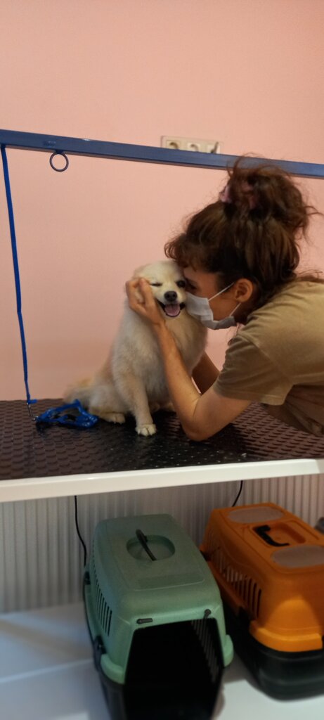 Evcil hayvan kuaförleri Pawbella Pet Kuaför, İstanbul, foto