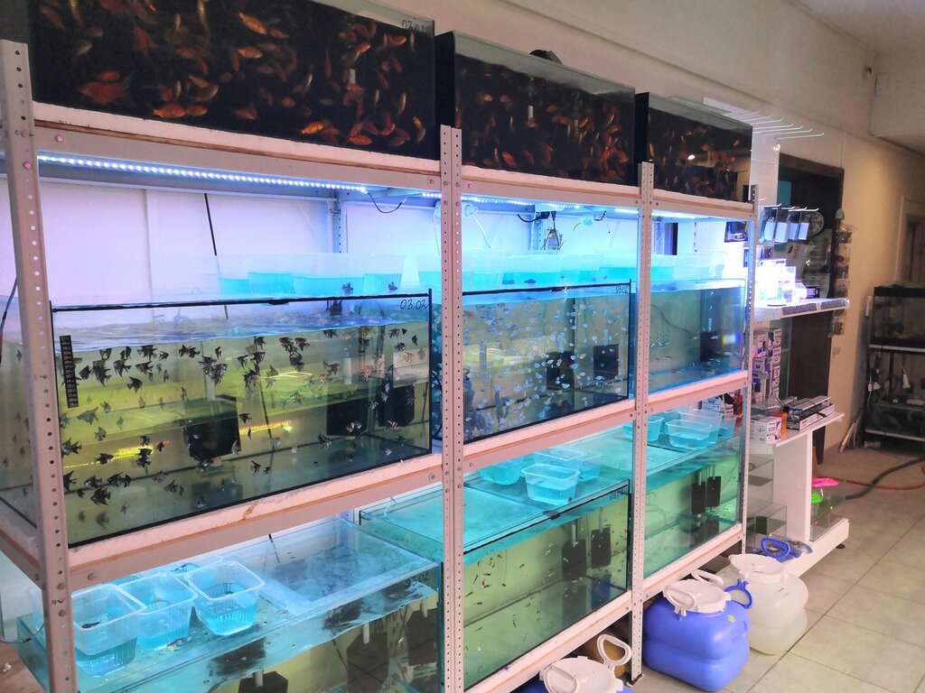 Аквариумы Aquafish, Краснодар, фото