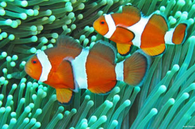 Фото Hotel Storione