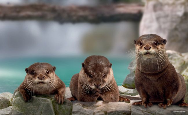 Фото Hotel Promenade