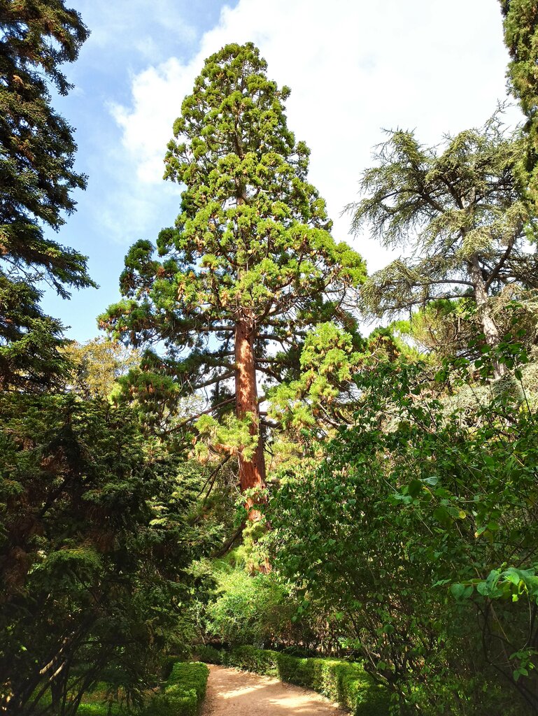 Nature Секвойядендрон гигантский, Republic of Crimea, photo