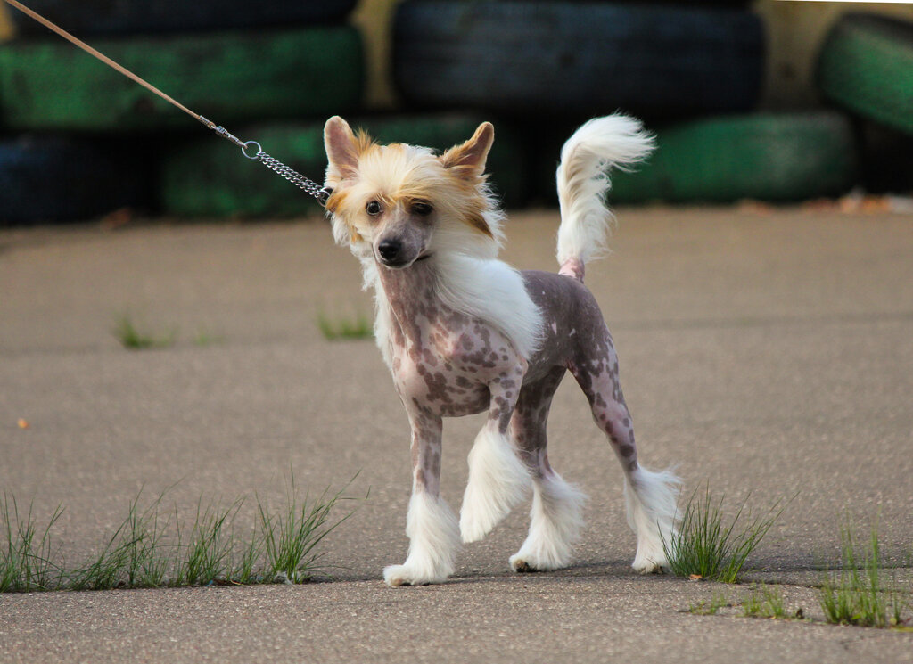 Vivero de animales Питомник китайских хохлатых собак Inari Kin, , foto