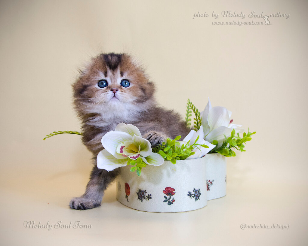 مربي الحيوانات Scottish fold kittens cattery Melody Soul ، قازان، صورة