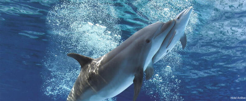 Фото Hotel Antibes