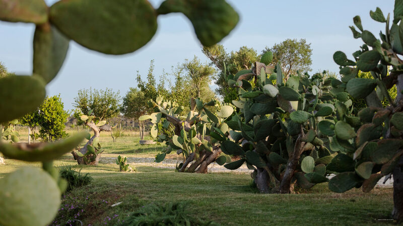 Фото Masseria Mongiò dell'Elefante