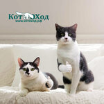 Kotohod (Moscow, 3rd Nizhnelikhoborsky Drive, 16/25), doors