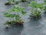 Agrotkani.com (zavulak Bujanava, 19), tienda para jardineros