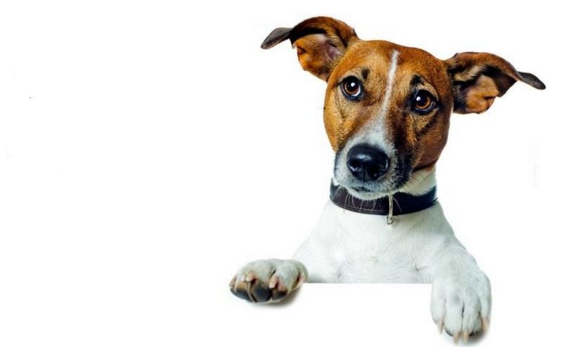 Фото Hotel Terme all'Alba