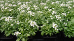 Greenhouselip (derevnya Fyodorovka, ulitsa Gorkogo, 112А), garden center