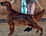 Kennel irish setters Glamour Dolls (kottedzhny posyolok Sem kvartalov, 34А), animal nursery