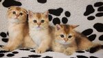 Cattery of scottish cats La Perle De Bella (Pskovskaya Street, 7к1), animal nursery