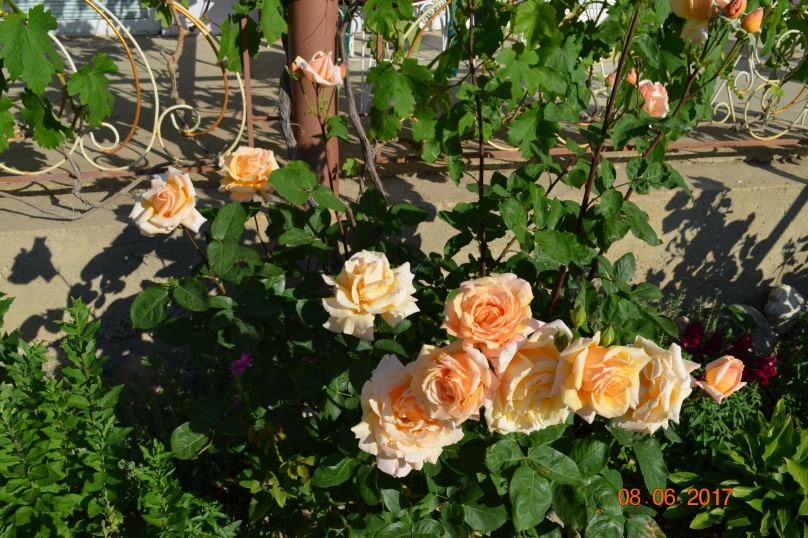 Фото Терем Ок