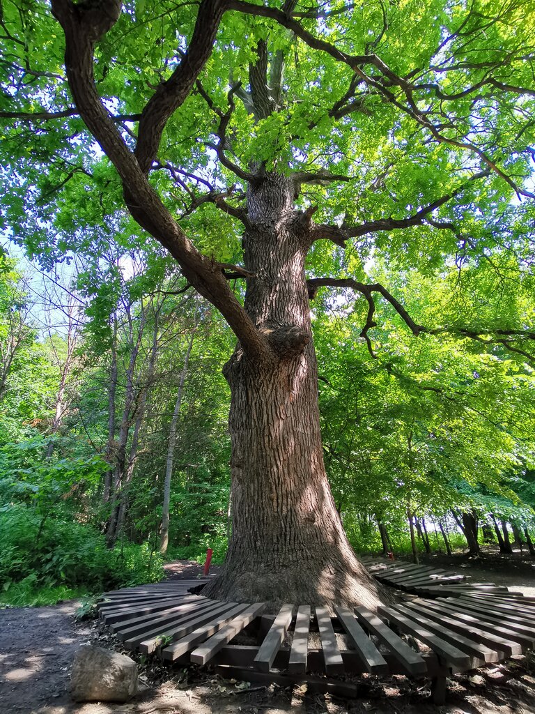 Природа 280-летний дуб, Воронеж, фото