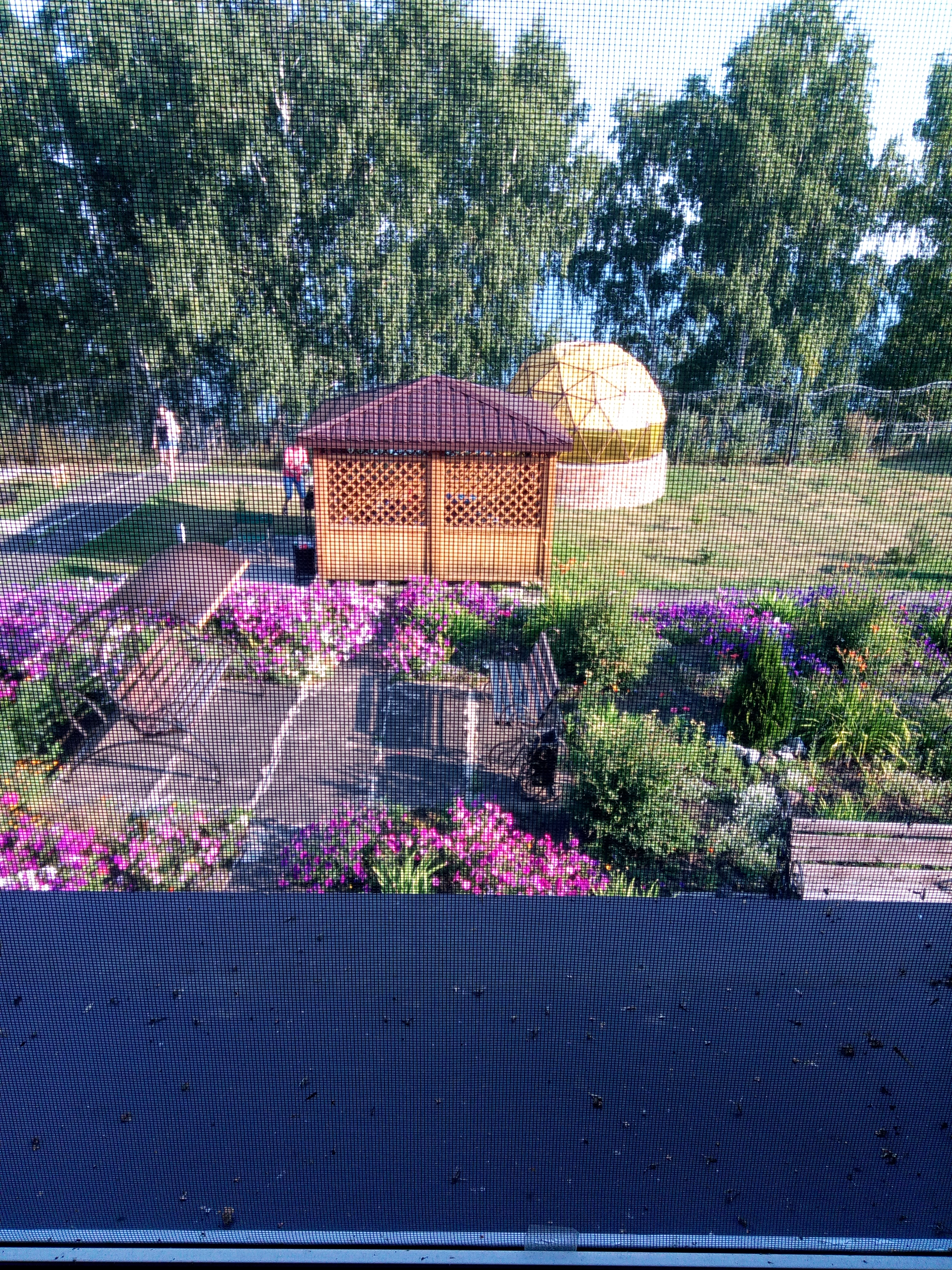 Фото Жемчужина Ика