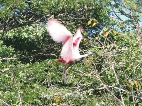 Фото Hotel Guanacaste