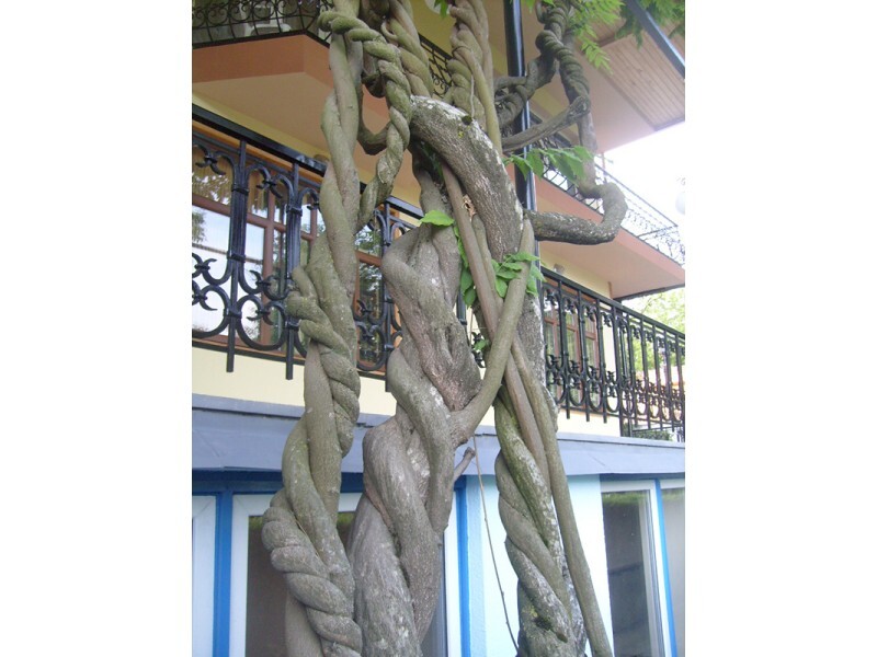 Фото Casanova Inn Boutique hotel