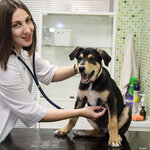 Зоовет (2-я Магистральная ул., 16, Москва), ветеринарная клиника в Москве