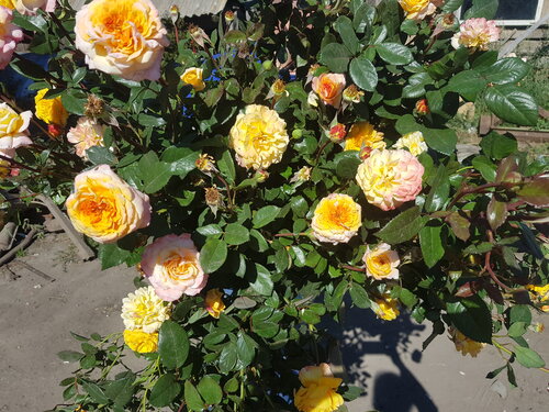 Шраб (Кустовые) Розы Каталог