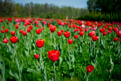 Отель Harmony Park