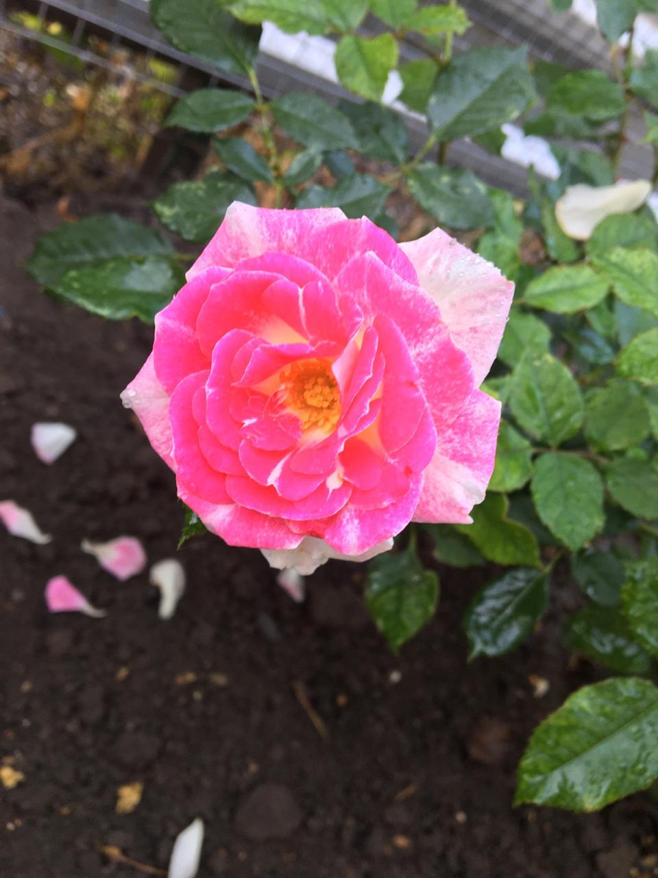 Фото Уютный дворик