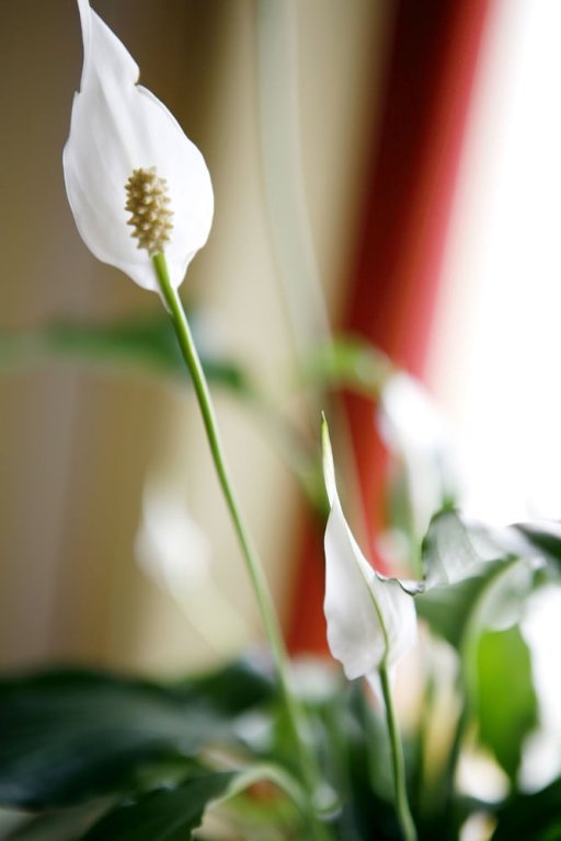 Фото Hotel de la Paix