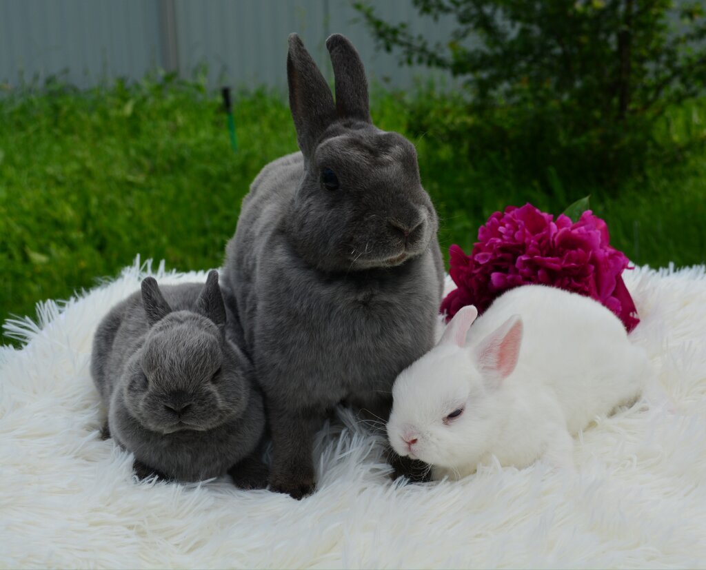 Animal nursery Питомник карликовых кроликов Нарния, Moscow, photo