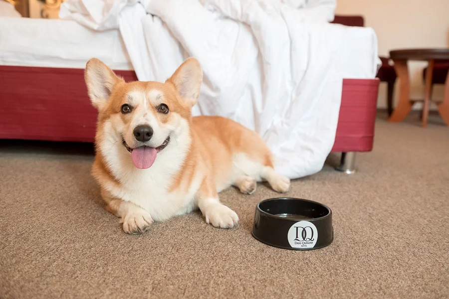 Фото Дон Кихот