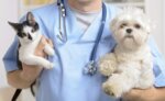 Veterinary clinic Mops (ulitsa Dmitriya Mikhaylova, 1), veterinary clinic