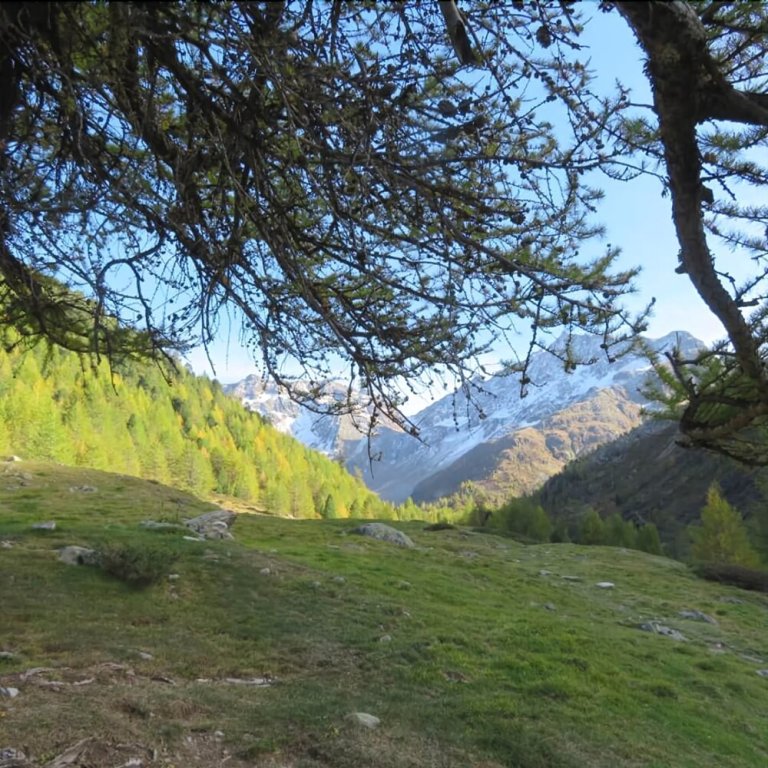 Фото Chalet Alpine Dream