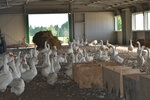 Travnoe (Tver Region, Rameshkovskiy munitsipalny okrug, derevnya Iyevlevo (selskoye poseleniye Kiverichi)), egg and poultry meat