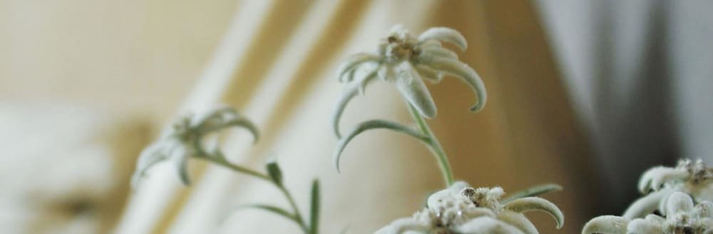 Фото Mountain Resort Patzenfeld